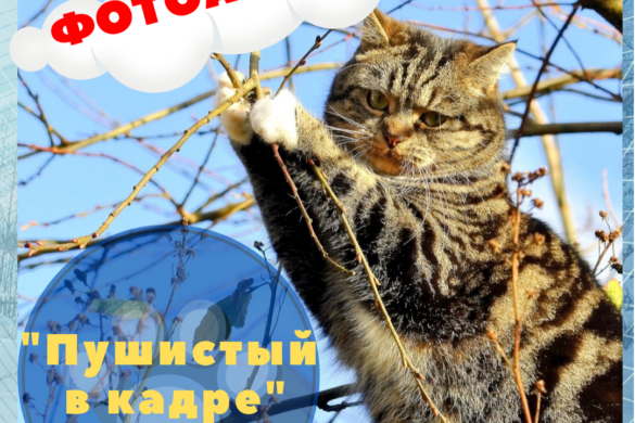 В Лухском районе проходит фотоакция «Пушистый в кадре»! 
vlast.io/v-luxskom-rajo…
vlast.io/wp-content/upl…