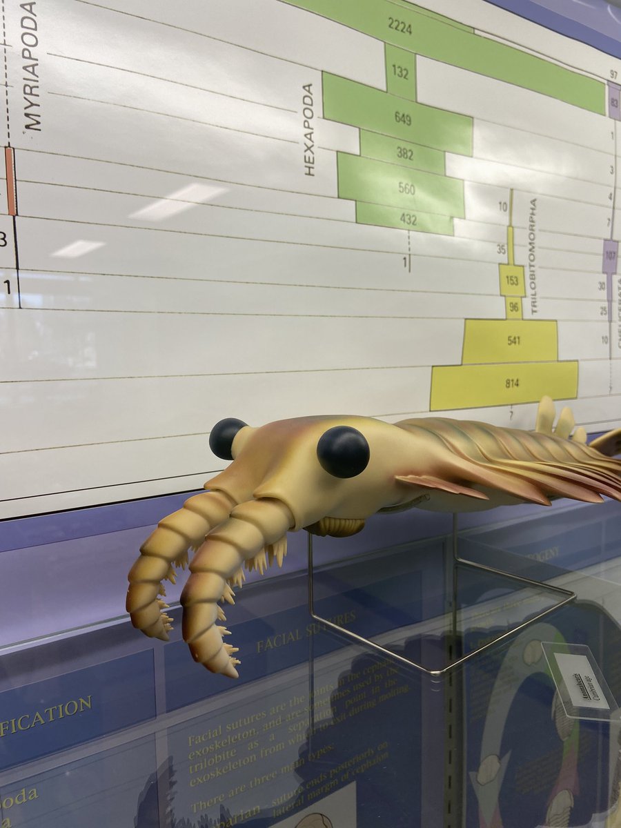 Declan_UAlberta's tweet photo. For #FossilFriday here is a cool Anomalocaris replica from my invertebrate Paleontology class. #fossils #paleontology https://t.co/zMwf19ECTu