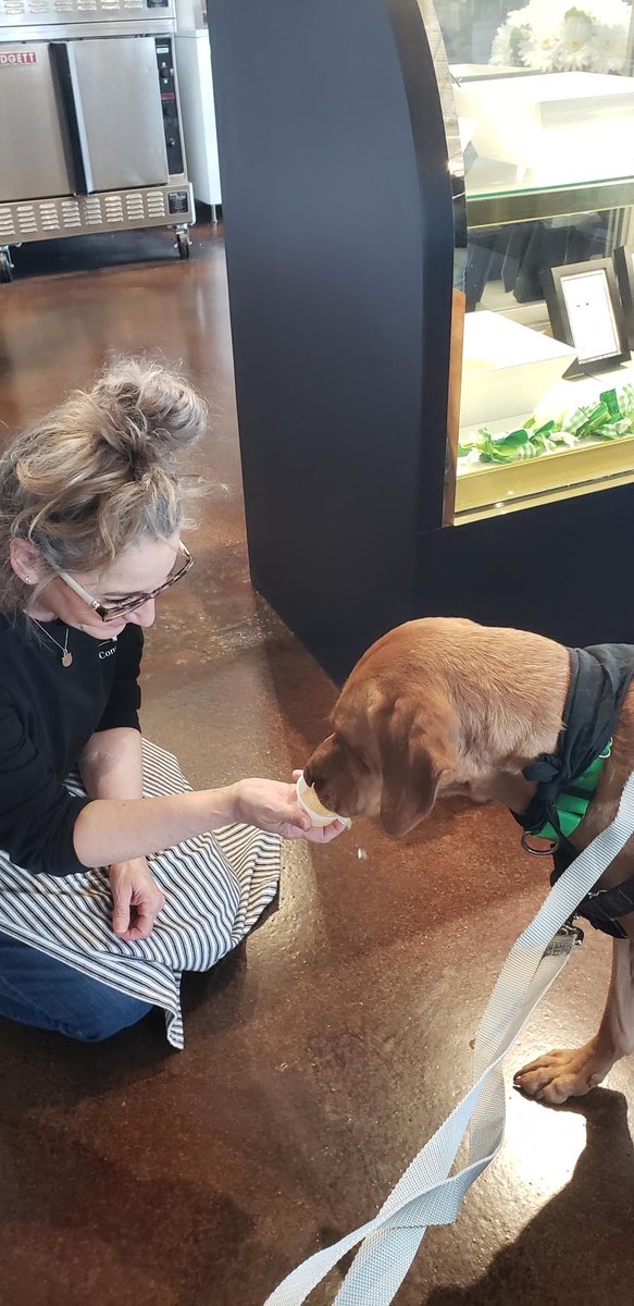 ADOPTPetShelter's tweet image. #FindMyFamilyFriday 
Chico recently got a day out of the shelter to have some fun!  He visited downtown Geneva &amp;amp; #WetNose for LOTS of snuggles and treats. Thank you so much to Wet Nose for being so kind to Chico and giving him so much ❤️ (and snacks 😋)

buff.ly/36wOqZ1