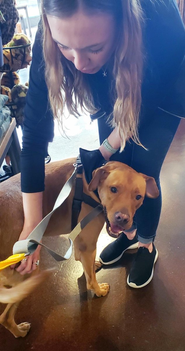 ADOPTPetShelter's tweet image. #FindMyFamilyFriday 
Chico recently got a day out of the shelter to have some fun!  He visited downtown Geneva &amp;amp; #WetNose for LOTS of snuggles and treats. Thank you so much to Wet Nose for being so kind to Chico and giving him so much ❤️ (and snacks 😋)

buff.ly/36wOqZ1