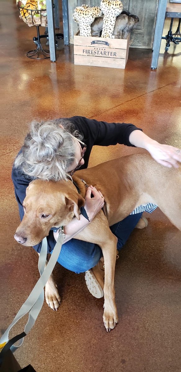 ADOPTPetShelter's tweet image. #FindMyFamilyFriday 
Chico recently got a day out of the shelter to have some fun!  He visited downtown Geneva &amp;amp; #WetNose for LOTS of snuggles and treats. Thank you so much to Wet Nose for being so kind to Chico and giving him so much ❤️ (and snacks 😋)

buff.ly/36wOqZ1