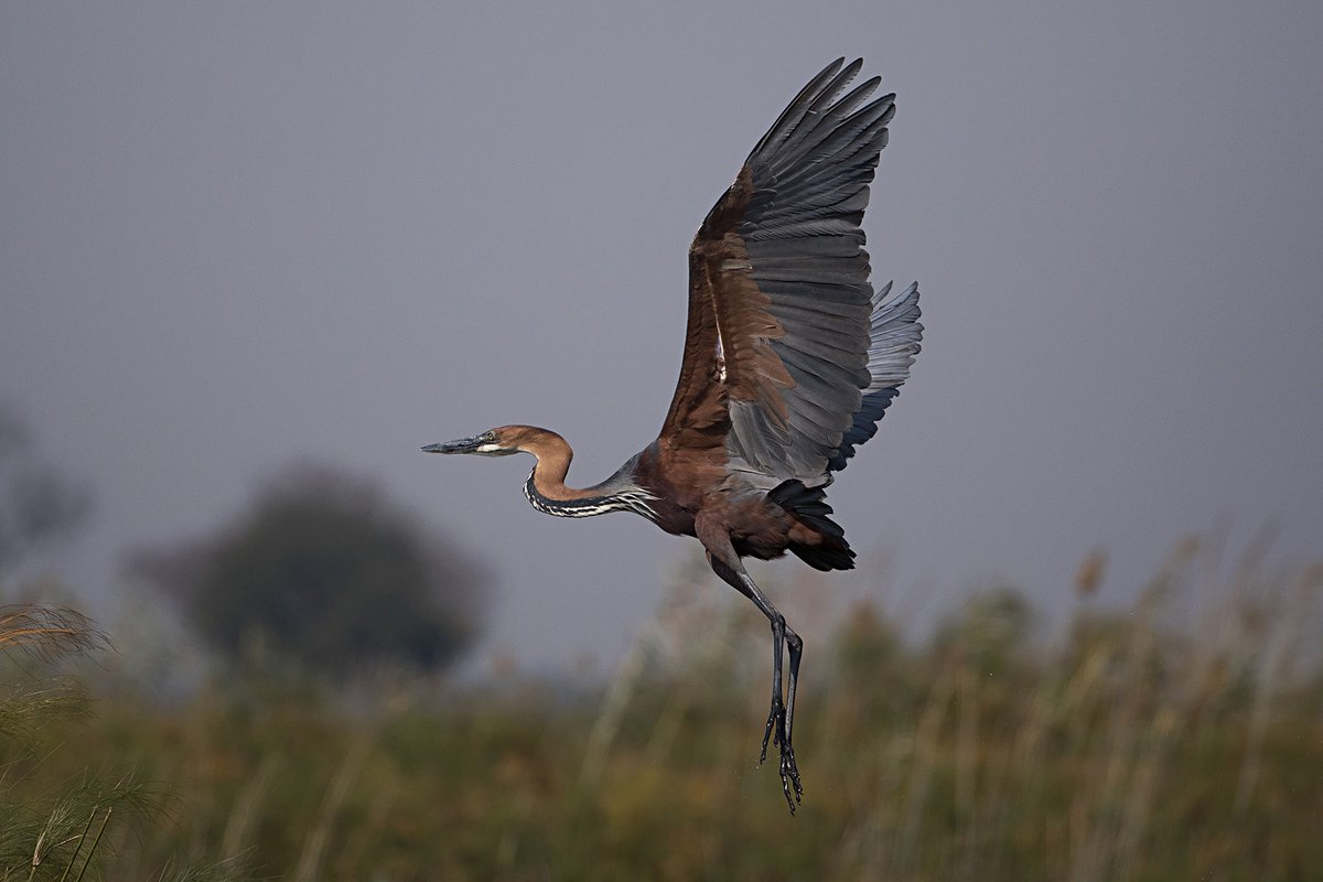 There are fantastic symposia at the Pan African Ornithological Congress including: #vultures, #waterbirds, #invasivespecies, #migration, #renewableenergy, #birdatlas, #raptors, #flamingos, #parrots &amp; #hornbills. Submit abstracts at bit.ly/2SixyuA  #ornithology #PAOC15
