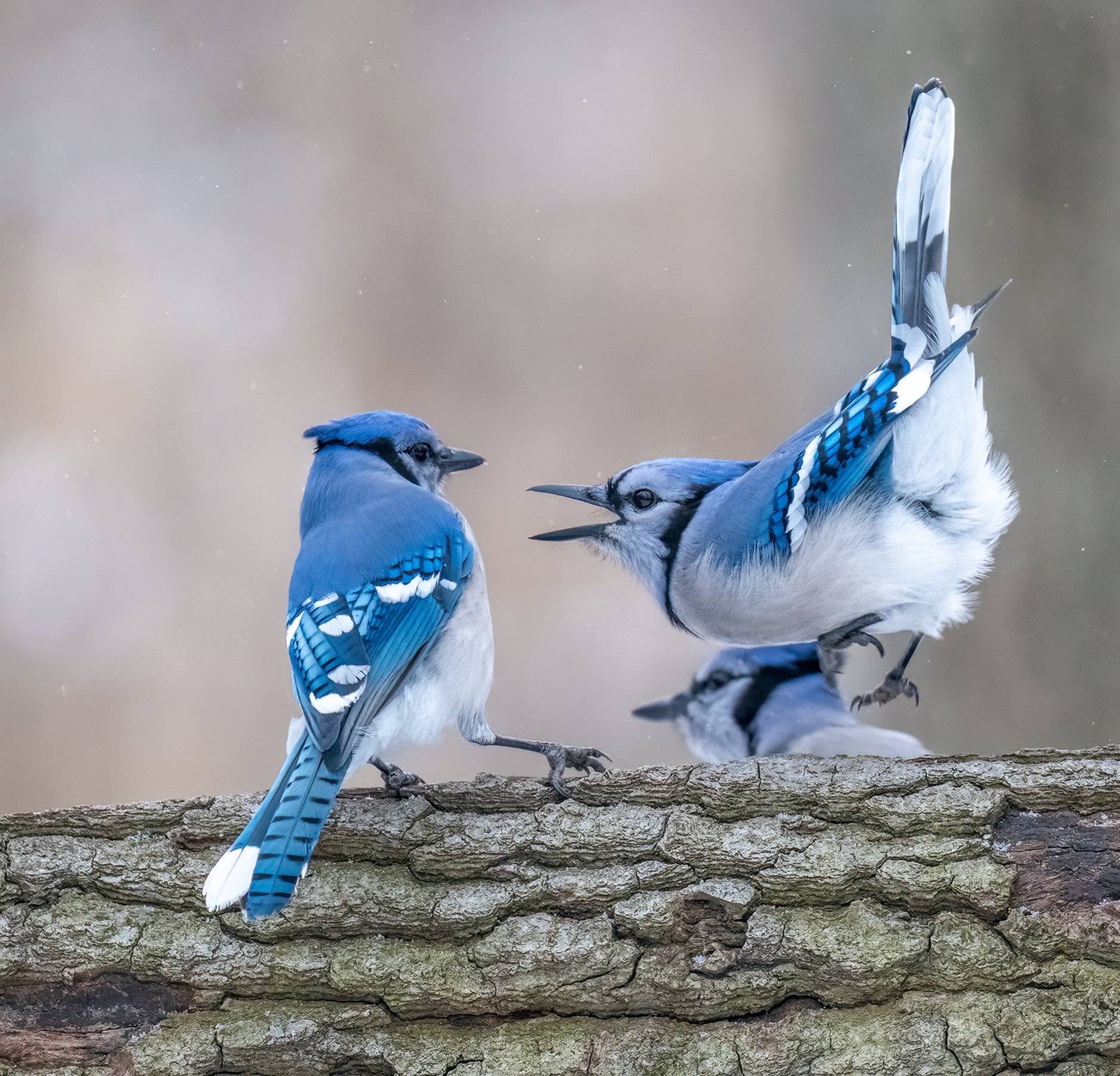 Difference between Male and Female Blue Jays - oggsync.com