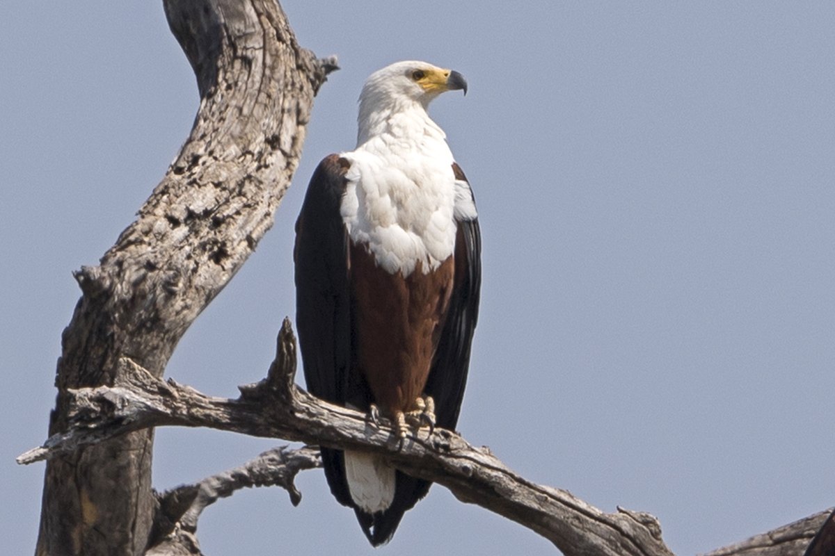 There are fantastic symposia at the Pan African Ornithological Congress including: #vultures, #waterbirds, #invasivespecies, #migration, #renewableenergy, #birdatlas, #raptors, #flamingos, #parrots &amp; #hornbills. Submit abstracts at bit.ly/2SixyuA  #ornithology #PAOC15