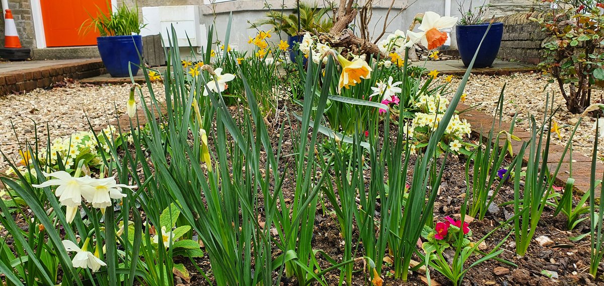 Kernow Conservation tweet media