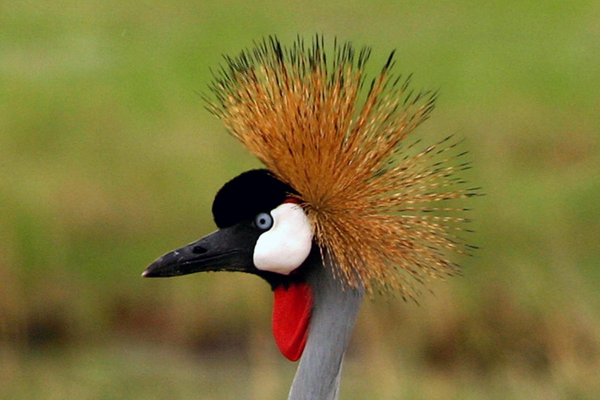 There are fantastic symposia at the Pan African Ornithological Congress including: #vultures, #waterbirds, #invasivespecies, #migration, #renewableenergy, #birdatlas, #raptors, #flamingos, #parrots &amp; #hornbills. Submit abstracts at bit.ly/2SixyuA  #ornithology #PAOC15