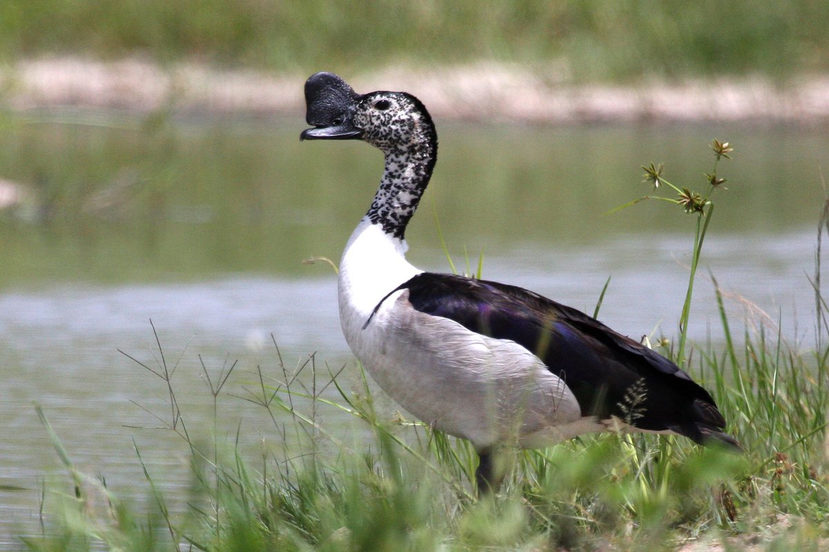 There are fantastic symposia at the Pan African Ornithological Congress including: #vultures, #waterbirds, #invasivespecies, #migration, #renewableenergy, #birdatlas, #raptors, #flamingos, #parrots &amp; #hornbills. Submit abstracts at bit.ly/2SixyuA  #ornithology #PAOC15