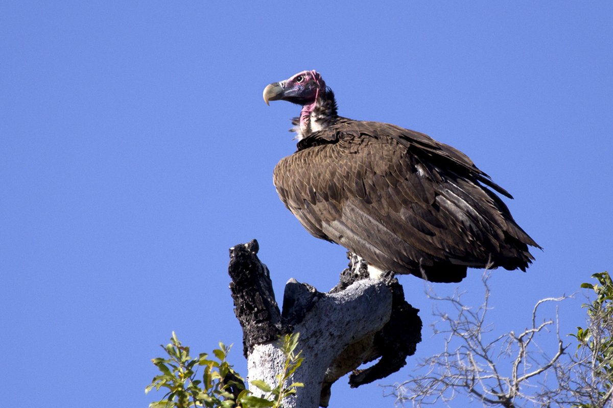 There are fantastic symposia at the Pan African Ornithological Congress including: #vultures, #waterbirds, #invasivespecies, #migration, #renewableenergy, #birdatlas, #raptors, #flamingos, #parrots &amp; #hornbills. Submit abstracts at bit.ly/2SixyuA  #ornithology #PAOC15