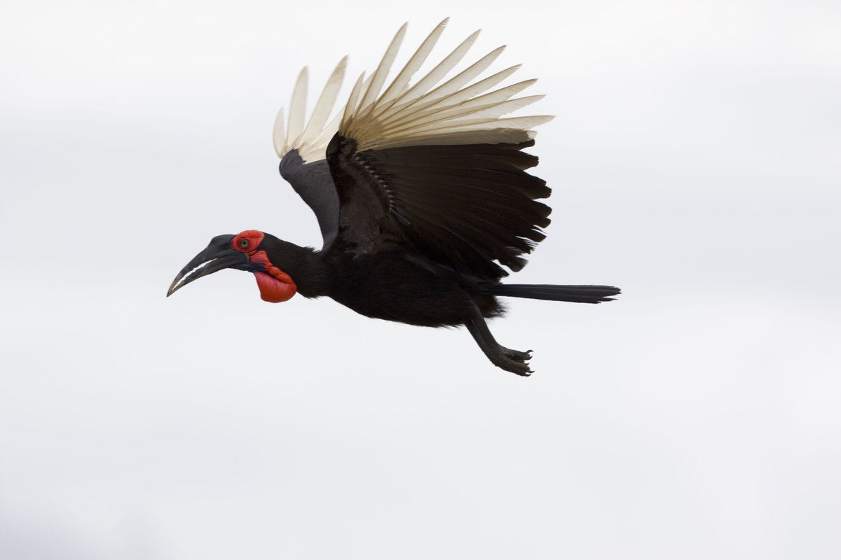 Hope to see many of you in Victoria Falls in November for what is shaping up to be a great conference! Hornbills have their very own symposium! Submit talks: bit.ly/2Urfvoz #ornithology #hornbills #PAOC15