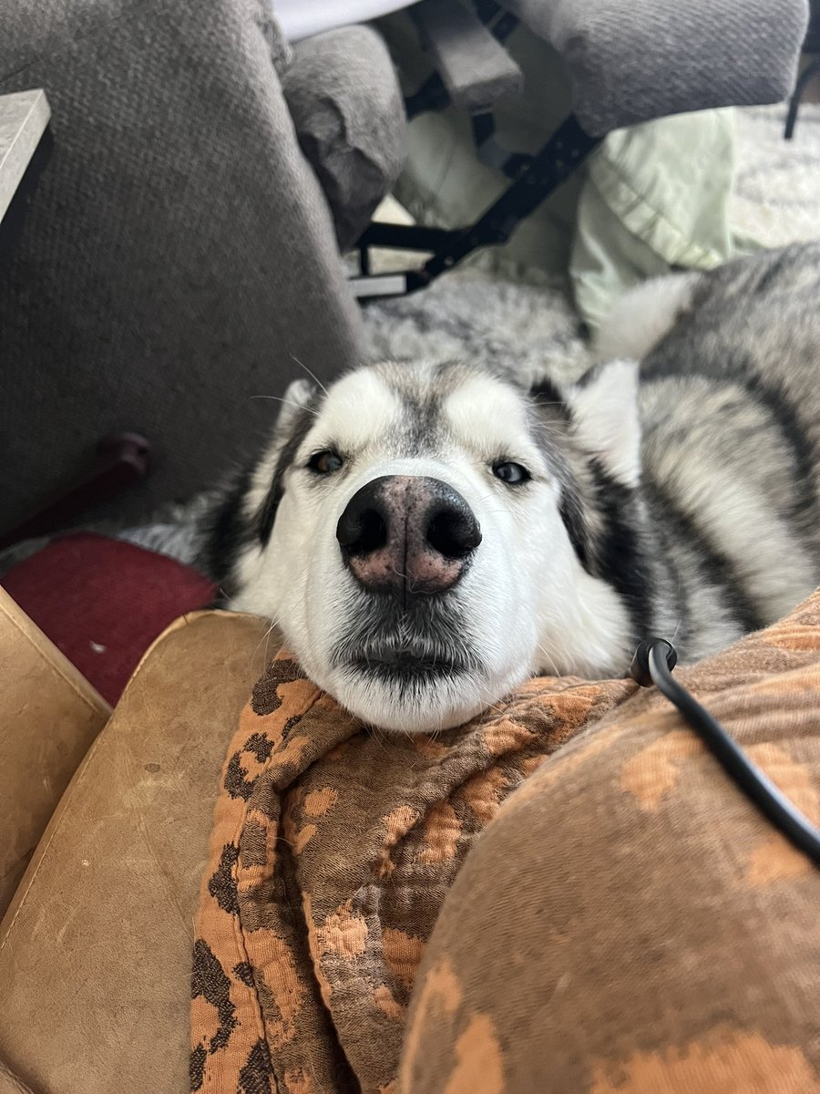 Always there to catch any crumbs 

#twitterdogcommunity #twitterdog #dogsoftwitter