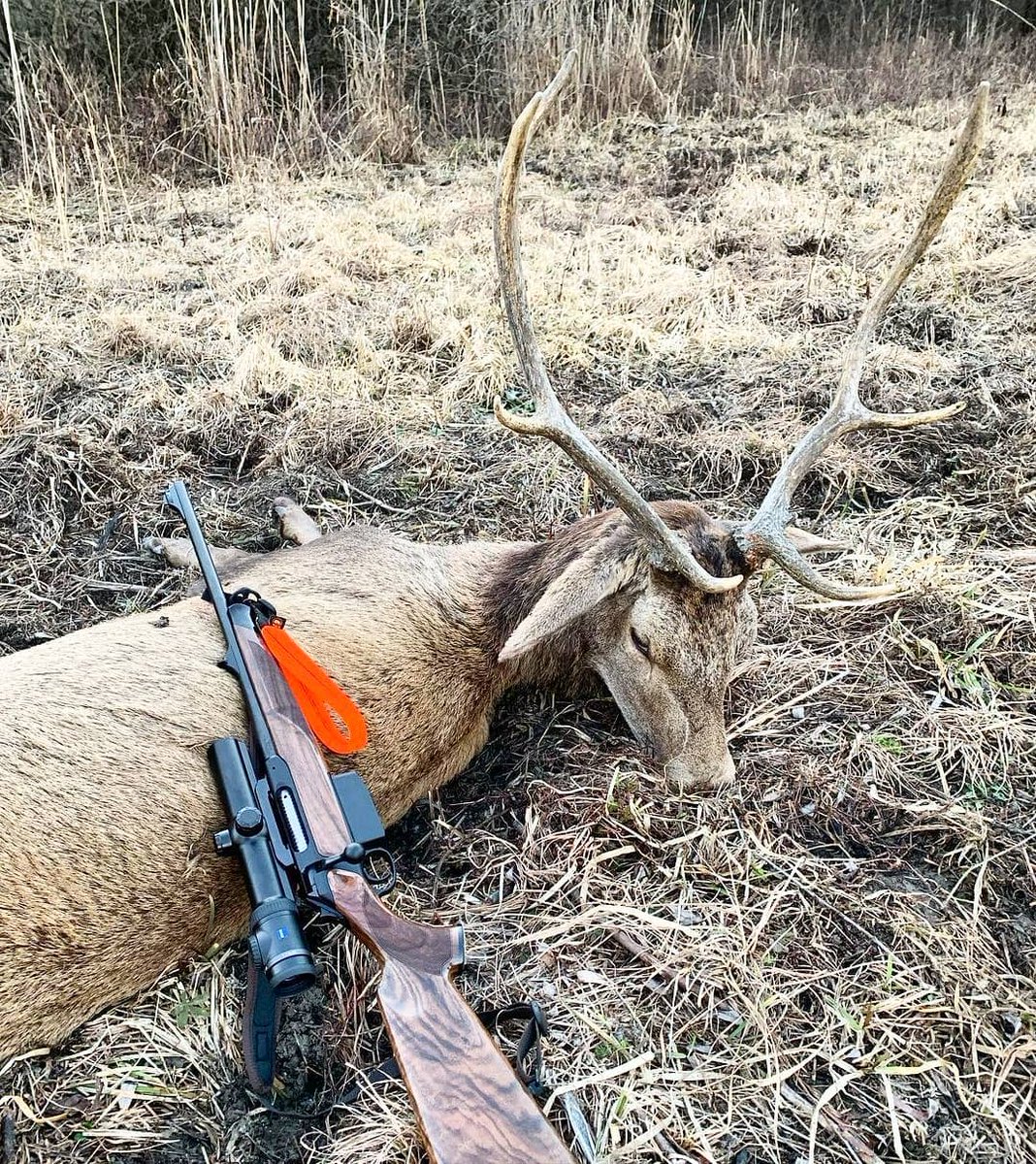 Huntingworld01's tweet photo. 💕
#Hunting, #deer, #deerhunting, #deerseason, #DeerWeek
#deerhunter, #deerhunter, #elkhunting, #elk https://t.co/l8vb5LIA6G