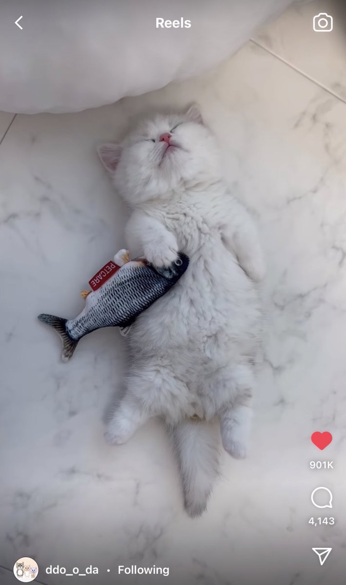 kapebeansies's tweet photo. https://t.co/6U0aeXGu6k