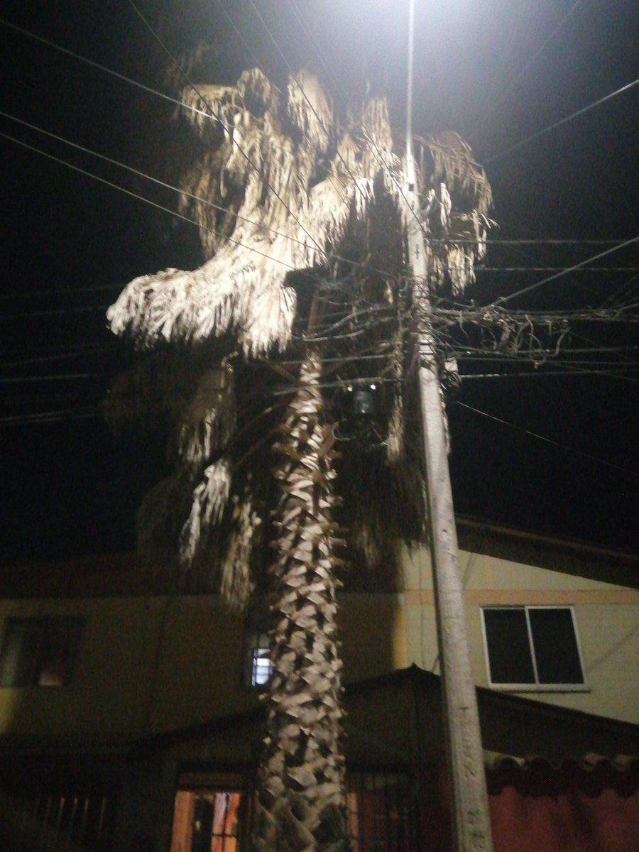 _RickAG_'s tweet photo. @alcaldejrgodoy alcalde, usted cree que sea posible realizar poda o eliminar palmera (adjunto imagen), desde la administración anterior que estoy pidiendo ayuda com esto y nunca nadie hizo algo al respecto. Esta super peligrosa y las raices estan a la vista. https://t.co/GkgaUEo9Wk