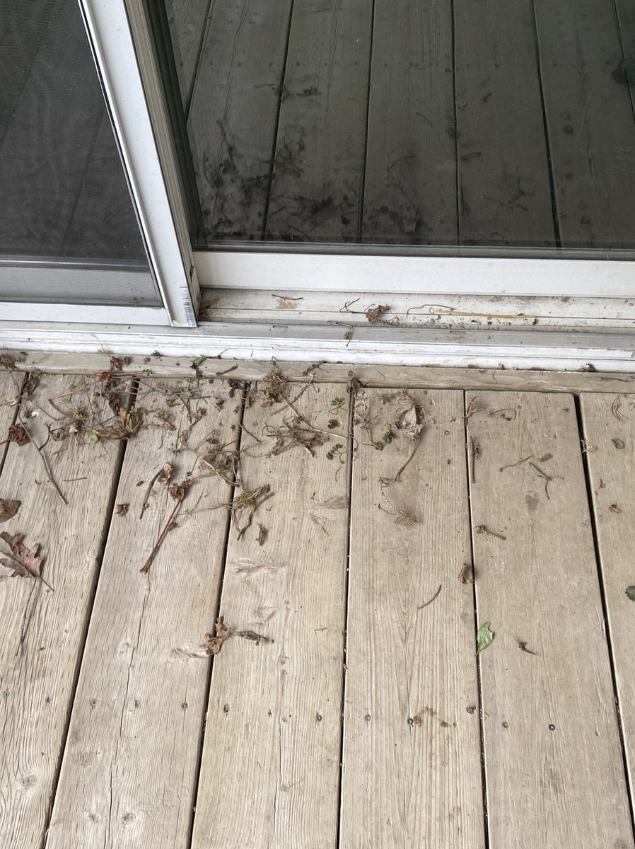 The lovely European Starlings have been hard at work - and terribly failing - at building their nest directly above our back patio door😂