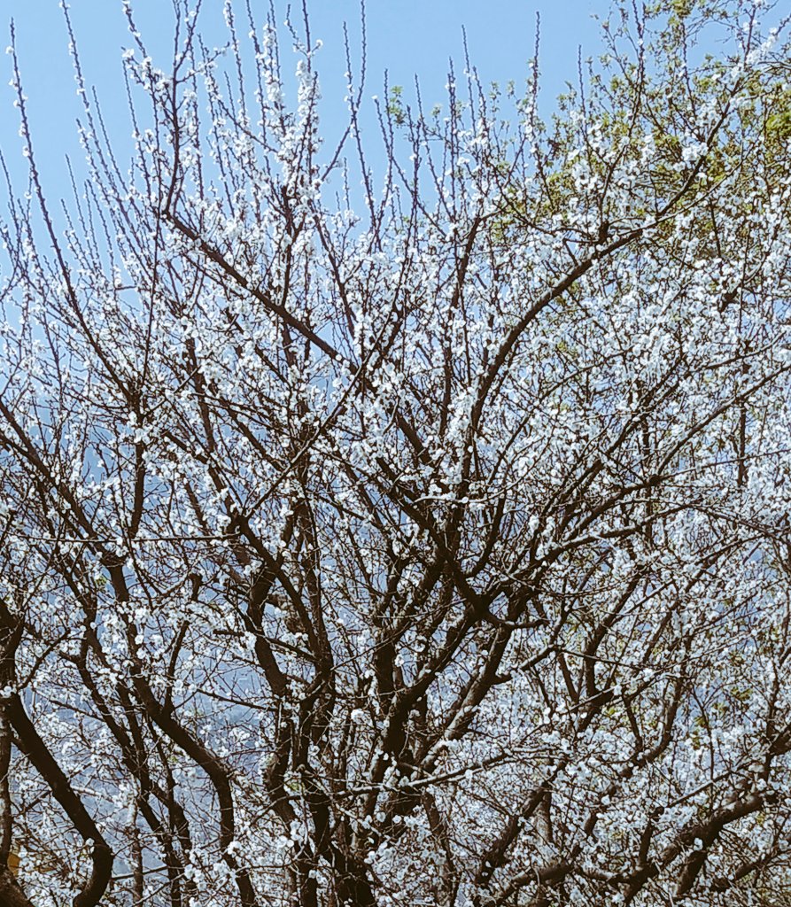 kskanwal03's tweet photo. #spring #season 
#Blooming of #plum Bot. Name-Prunus domestica https://t.co/UTapR9Z9r1