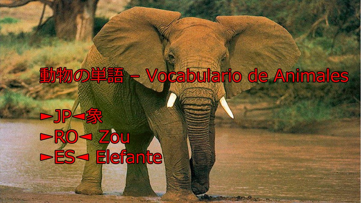 teshimide's tweet image. Aprender japonés es fácil y divertido.
@teshimide
