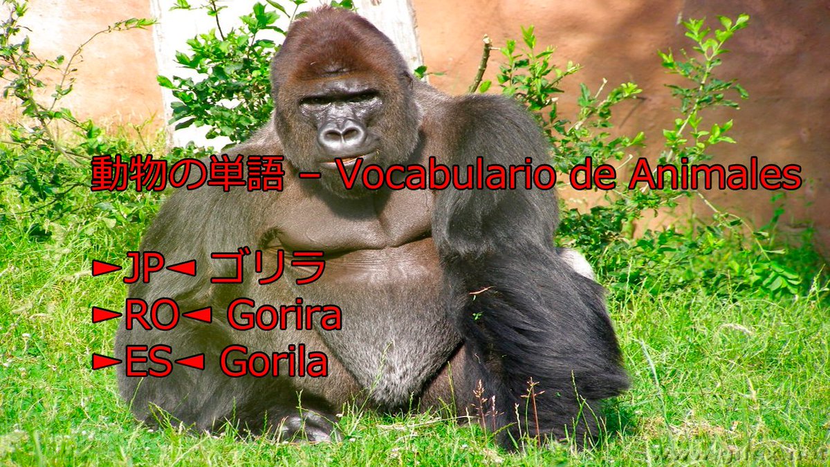 teshimide's tweet image. Aprender japonés es fácil y divertido.
@teshimide