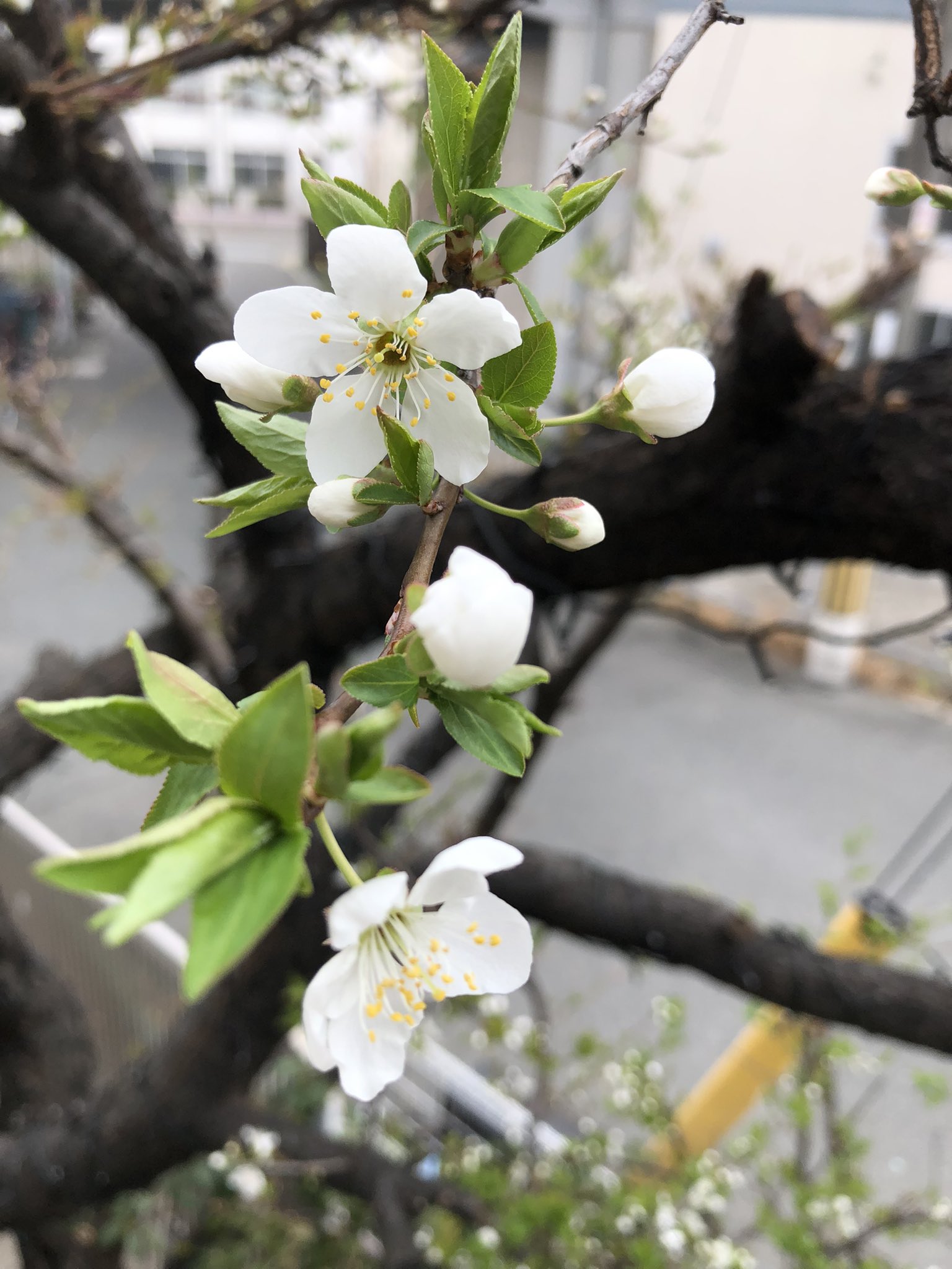 フリーダム創生 広報 すももの花が咲いてました とてもかわいいです が 間もなくすると アブラムシも大量発生するのかと思うと複雑な心境です あっという間にすももの実で埋め尽くされる予定です フリーダム創生 Freedom すもも スモモ