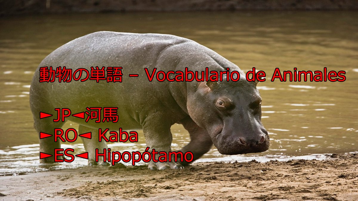 teshimide's tweet image. Aprender japonés es fácil y divertido.
@teshimide