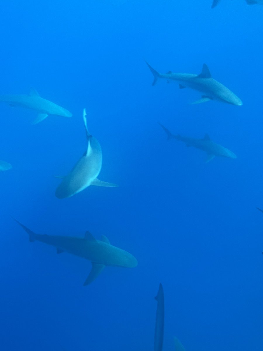 fartnugget___'s tweet photo. yo went shark cage diving i fear nothing https://t.co/v95FscMAxP