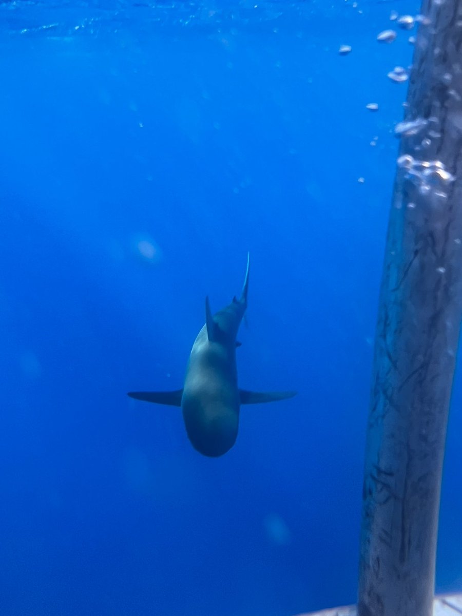 fartnugget___'s tweet photo. yo went shark cage diving i fear nothing https://t.co/v95FscMAxP