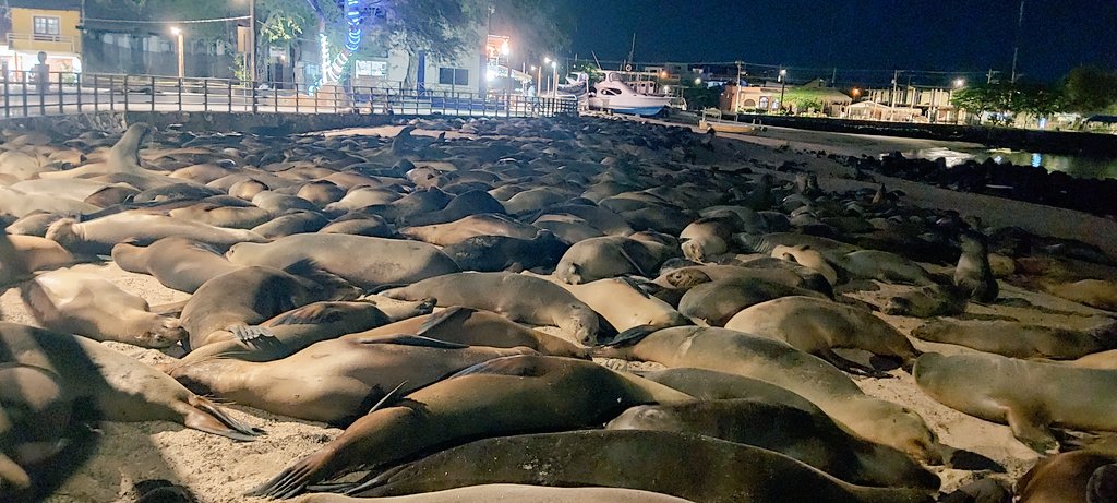 DannyRuedaC's tweet photo. #Galápagos, San Cristóbal tiene la población más grandes de lobos marinos en zonas urbanas... conviven con la comunidad local y turistas. 🇸🇱🇸🇱🇸🇱💚💚💚
@GuardaparquesEc @EcosistemasEc @ChelonoidisEc @BiosferaEcuador @RMGalapagos https://t.co/jYy7G27sef
