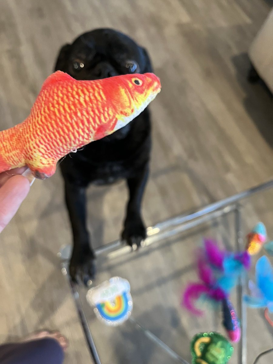cdntradegrljenn's tweet photo. I bought this catnip fish for the cat but OMG Pickle Pug loves this toy. Sometimes it’s the smallest, and most unexpected things that make you the happiest. #embrace #give #beHappy #rock #GNML https://t.co/dvcv2KhBgL