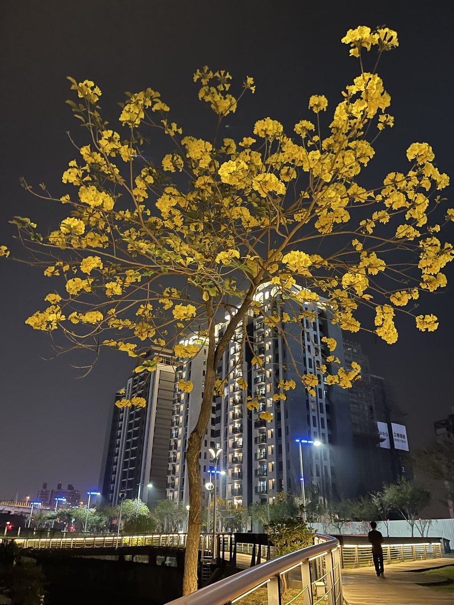 夜裏的風鈴木，美❤️