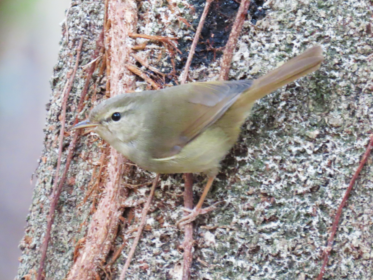 Maia K2unit ジュッ ジュッ とか鳴いてる春告鳥 うぐいす です 和風の色がカワイイ ウグイス T Co Cpjvuusuyv Twitter
