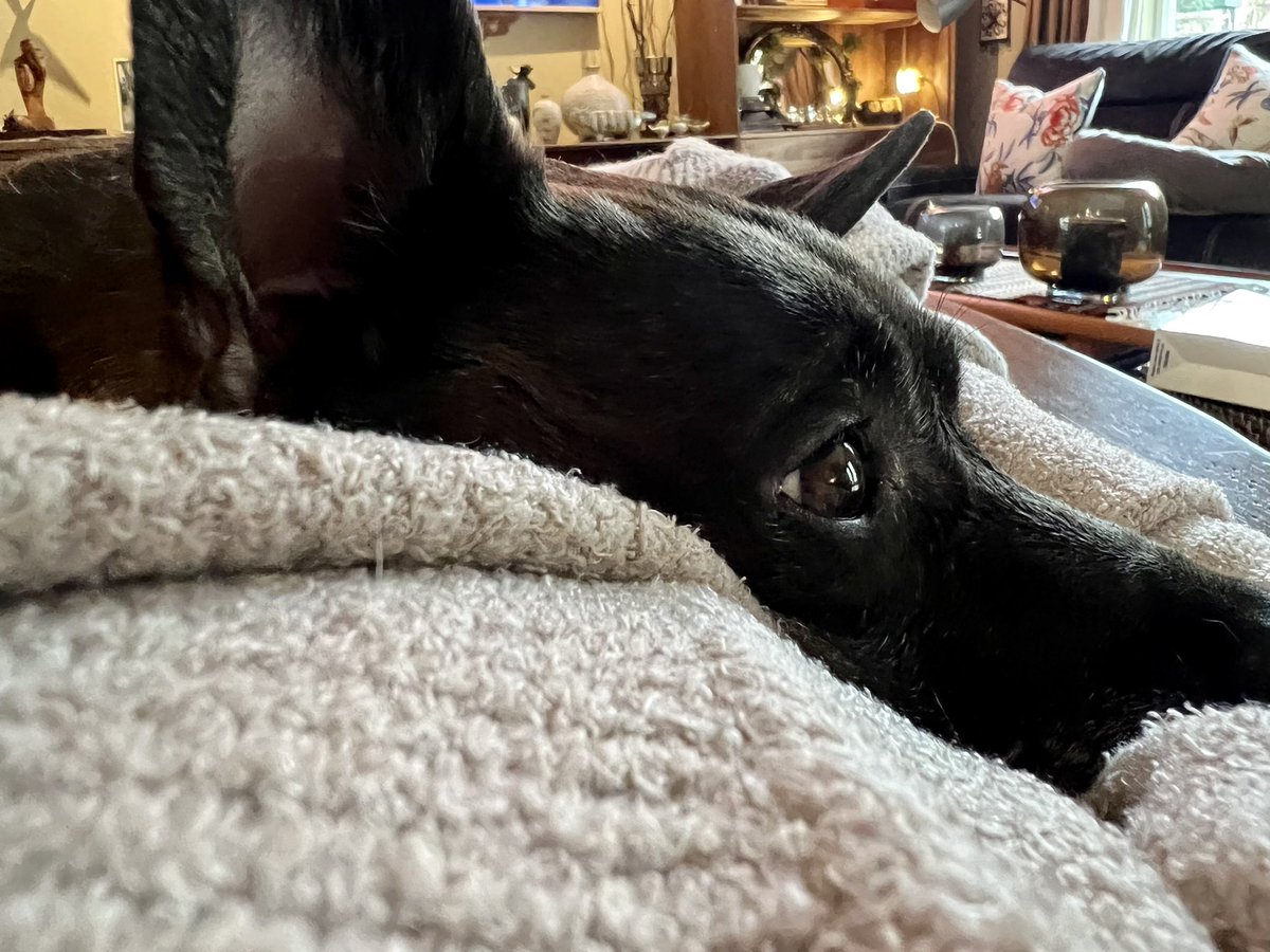 My baby boy had 18 teeth extracted today.  It was dental cleaning that turned into something more. No wonder he had bad breath. He’s so sad and out of it due to pain meds. He’s getting lots of cuddles