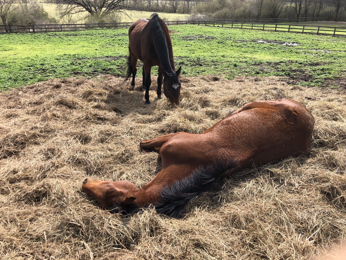 Fervent_Flower's tweet photo. We’re all ready for a nap.. it’s been a long week! https://t.co/l8bZqjvwns