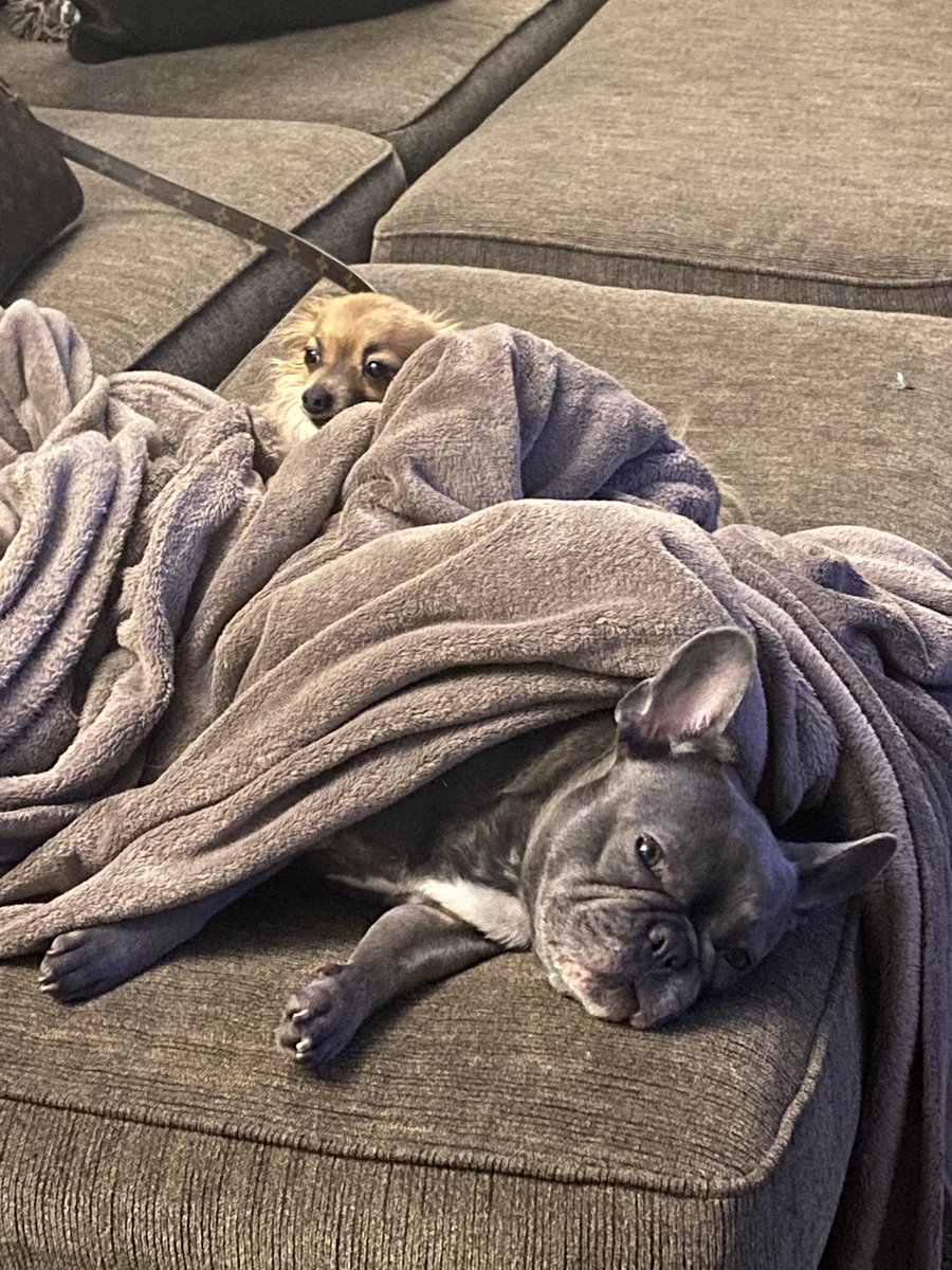 Such a 🐶 ruff life 💙 #DogsofTwittter #dogsinlove #frenchies #frenchiesoftwitter #Chihuahuas #chihuahuasoftwitter