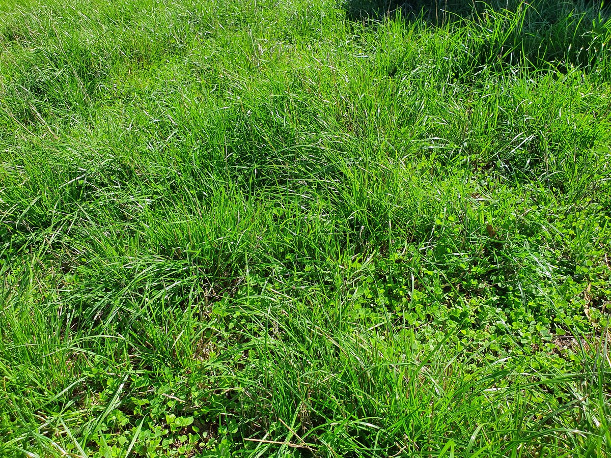 David Cornish tweet media