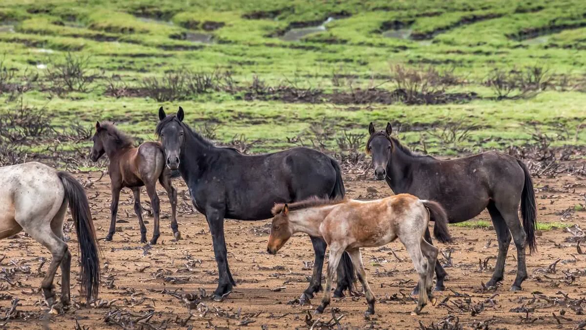 How did #Australia came to have 400,000 feral horses, and what’s being done about it?🐴 Feral horses can cause immense ecological damage to Australia's landscape and native wildlife, which was explored in the 2019 SCINEMA film 'Underfrog'. bit.ly/3tTOMBa