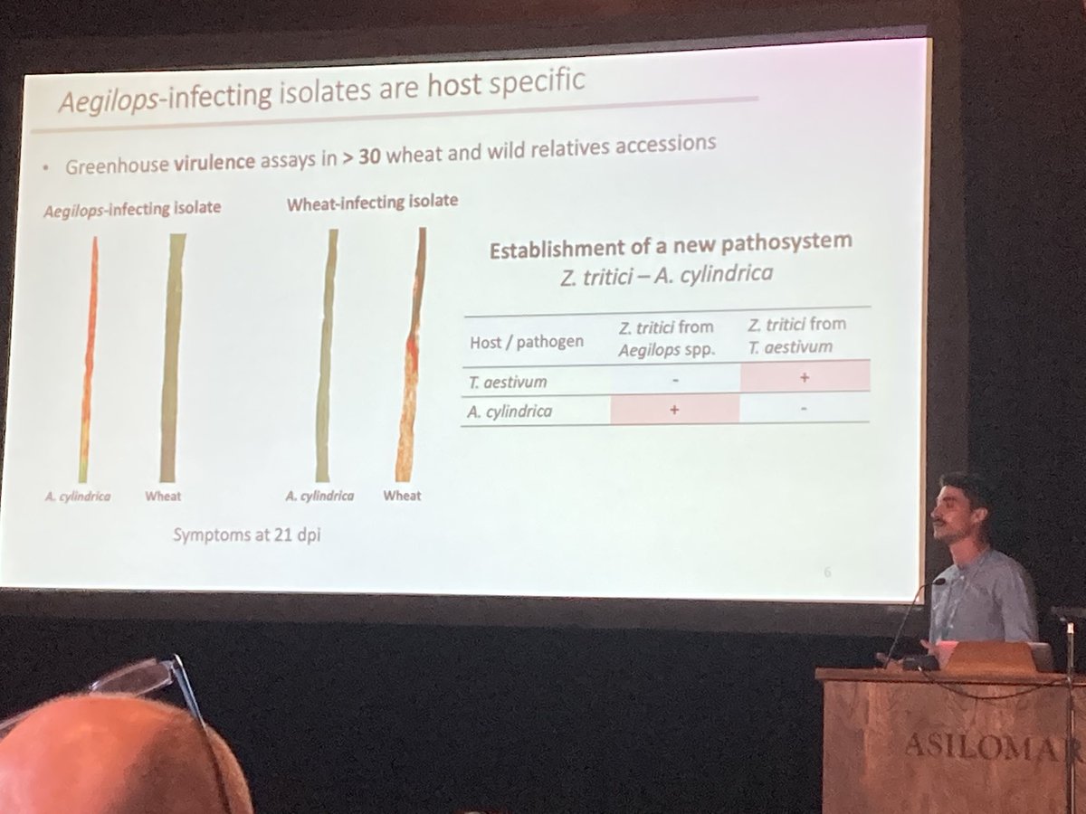 Eva H. Stukenbrock (@evastukenbrock) on Twitter photo <a href="/wagnercfagundes/">Wagner Fagundes</a> presents great experimental system to study host specialization of fungal pathogens on wheat and Aegilops at #Fungal22 <a href="/wagnercfagundes/">Wagner Fagundes</a> presents great experimental system to study host specialization of fungal pathogens on wheat and Aegilops at #Fungal22