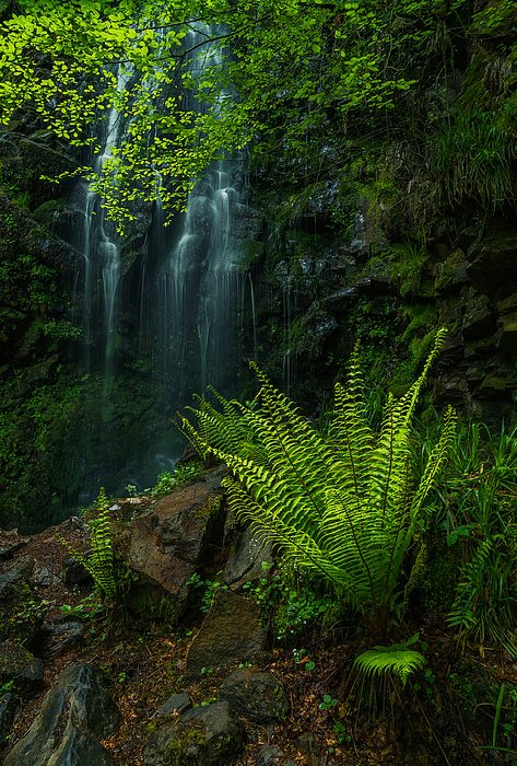AcAsPhotography's tweet photo. New artwork for sale! - "Green paradise" - https://t.co/GBXvO45Ig1 @fineartamerica https://t.co/yh8eZZWCdh