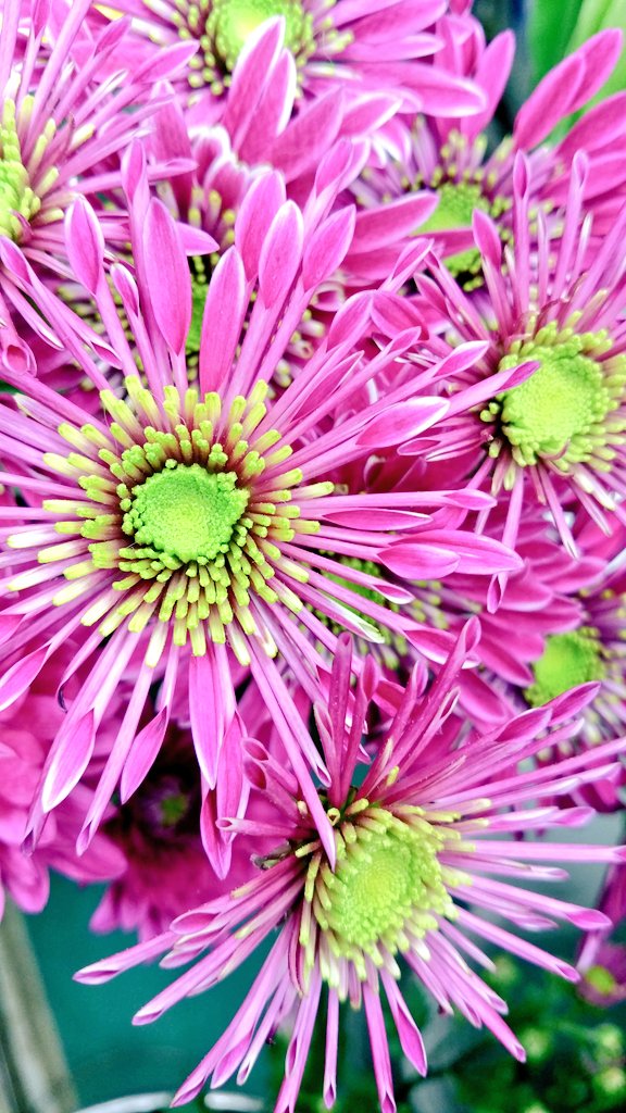 中村生花店 Twitter Search Twitter