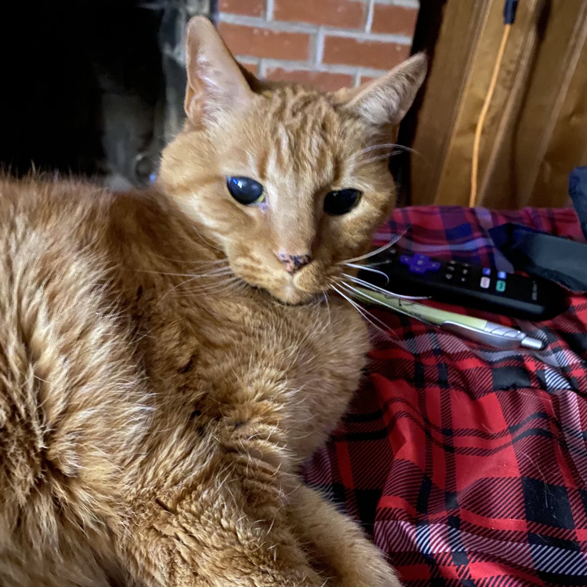 jacquebland's tweet photo. Basement Cat Tom, upon realizing that I was his designated human this weekend, is being possessive of the televisionβs remote and smacked the phone out of my hand after I took this pic. Needless to say, I am not his preferred human. π¬ #SorryFella https://t.co/ZidRx2Bp63