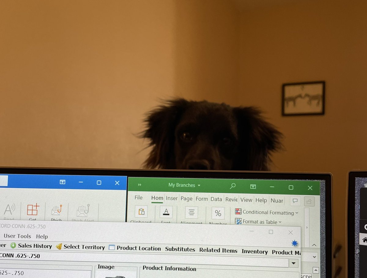BarbarianBasil's tweet photo. It’s the time for the weekend. Wrap this up.
#dogsoftwitter
#dogmanager https://t.co/Hqm33xvxA0