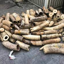 QinweiS's tweet photo. #39canimals
Elephants are dying to the ivory trade that is made by us. 100,000 elephants were killed between 2010 and 2012!!!! https://t.co/qAjaIf4YUt
