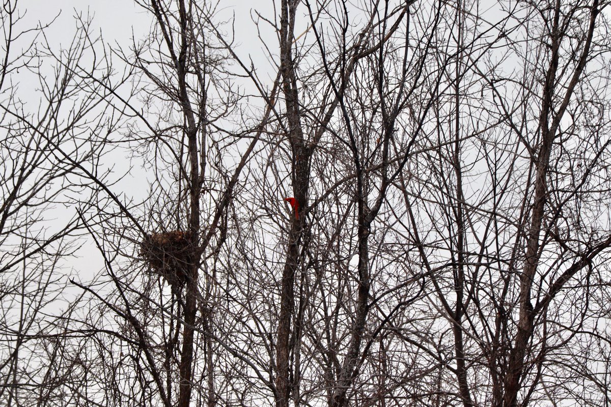 MichelleKisil's tweet photo. Yup! It’s true…Spring is just around the corner …only 2 sleeps away!
#MyOttawa #NorthernCardinal
#StaySafe #SongsofSpring #Colour #SignsOfSpring https://t.co/mGdNuN7qYs