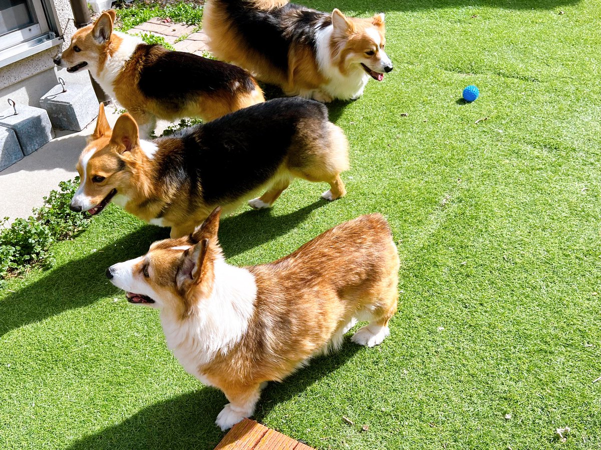 由香利 Rauansaku Twitter