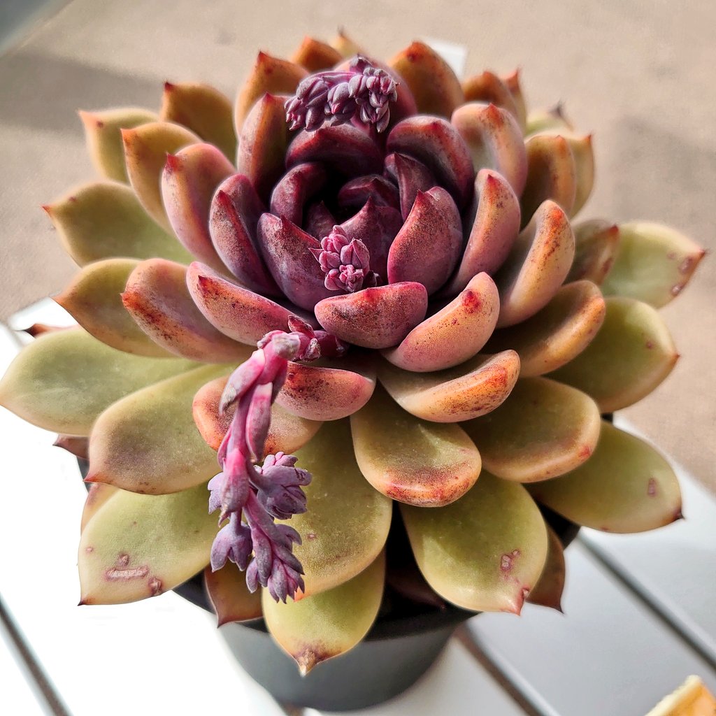 Tak Miy Succulent Rukanini1 Twitter