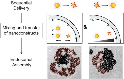 isciverse's tweet photo. Online NOW | @J_A_C_S
Delivery Order of #Nanoconstructs Affects Intracellular Trafficking by #Endosomes.
@isciverse @AmerChemSociety #Chemistry
https://t.co/v6592jBLxh https://t.co/pQFvcpRJNp