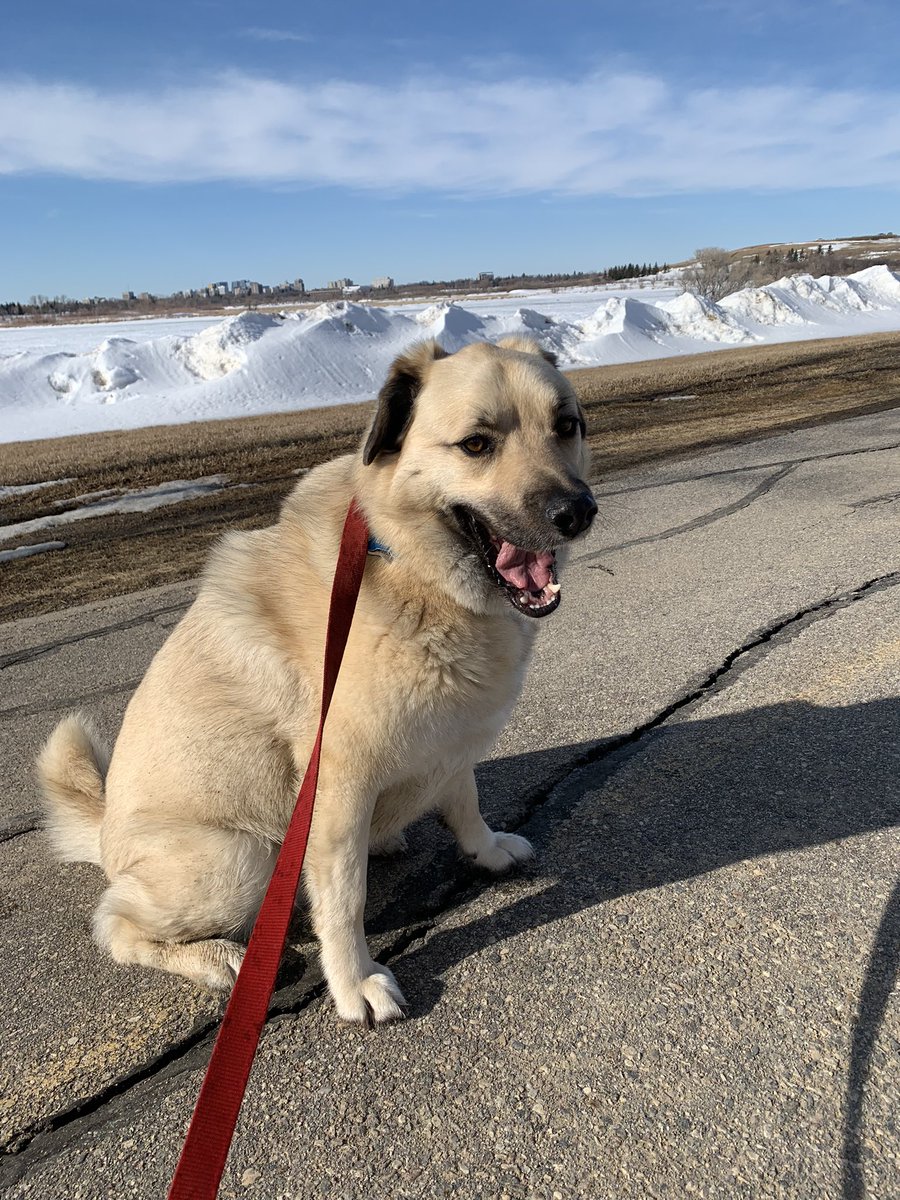 If you haven’t had the London fog cone from <a href="/DessartSweets/">dessart sweets</a> don’t wait any longer it’s soooo awesome!! Thor gives them 2 paws up as well for the puppy cones (we have no picture of that as it was inhaled) #Thor #IceCream #Spring