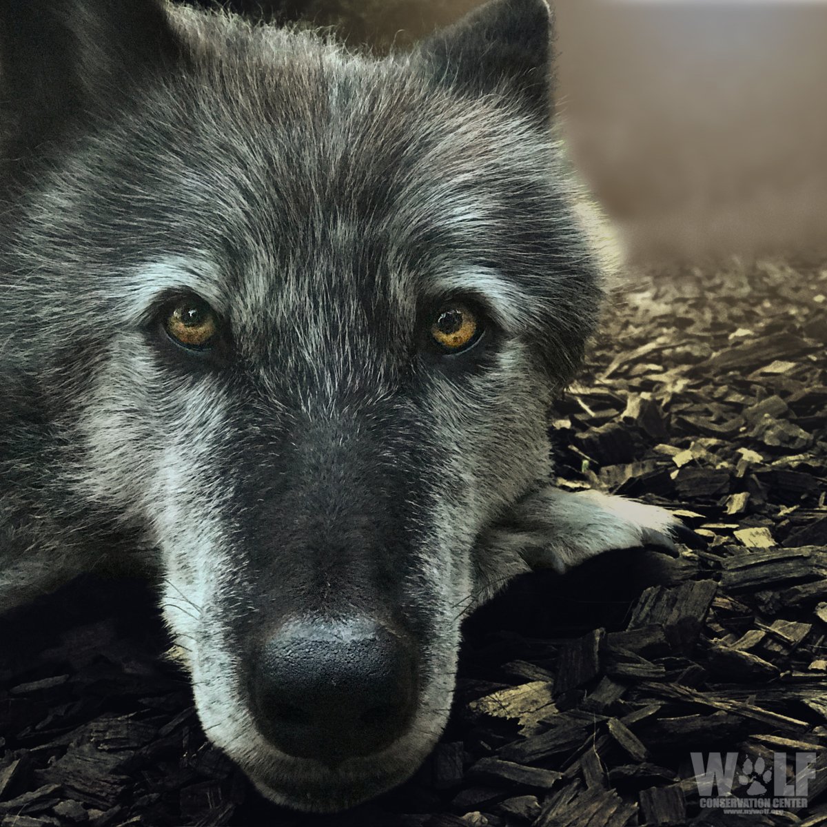 Wanna go howl at the moon?