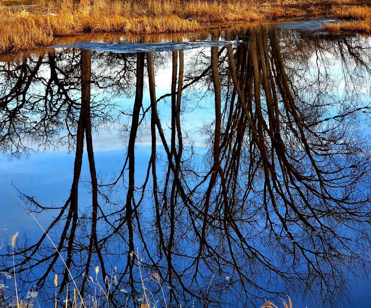 Ohsaraschmitt's tweet image. It wasn't quite as warm during my walk today, but the sun was out, and it seems like spring is finally on its way. 
#MinnesotaSpring #spring #nature #NaturePhotography
