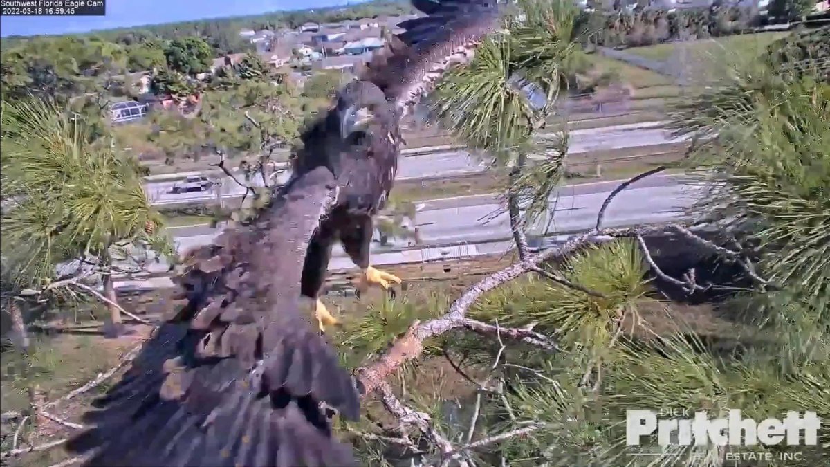 SWFLEagleCAM's tweet photo. E19 &amp; E20 have really been showing off lately. Flying to the Attic and Verandah branches and really hamming it up for the cameras. 

If you haven’t watched them lately, now is the time before they make their first official flights! https://t.co/YBIKaaUcaX https://t.co/U2hVcBn29m