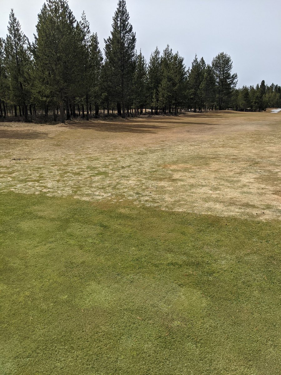 Fungicides amaze me.