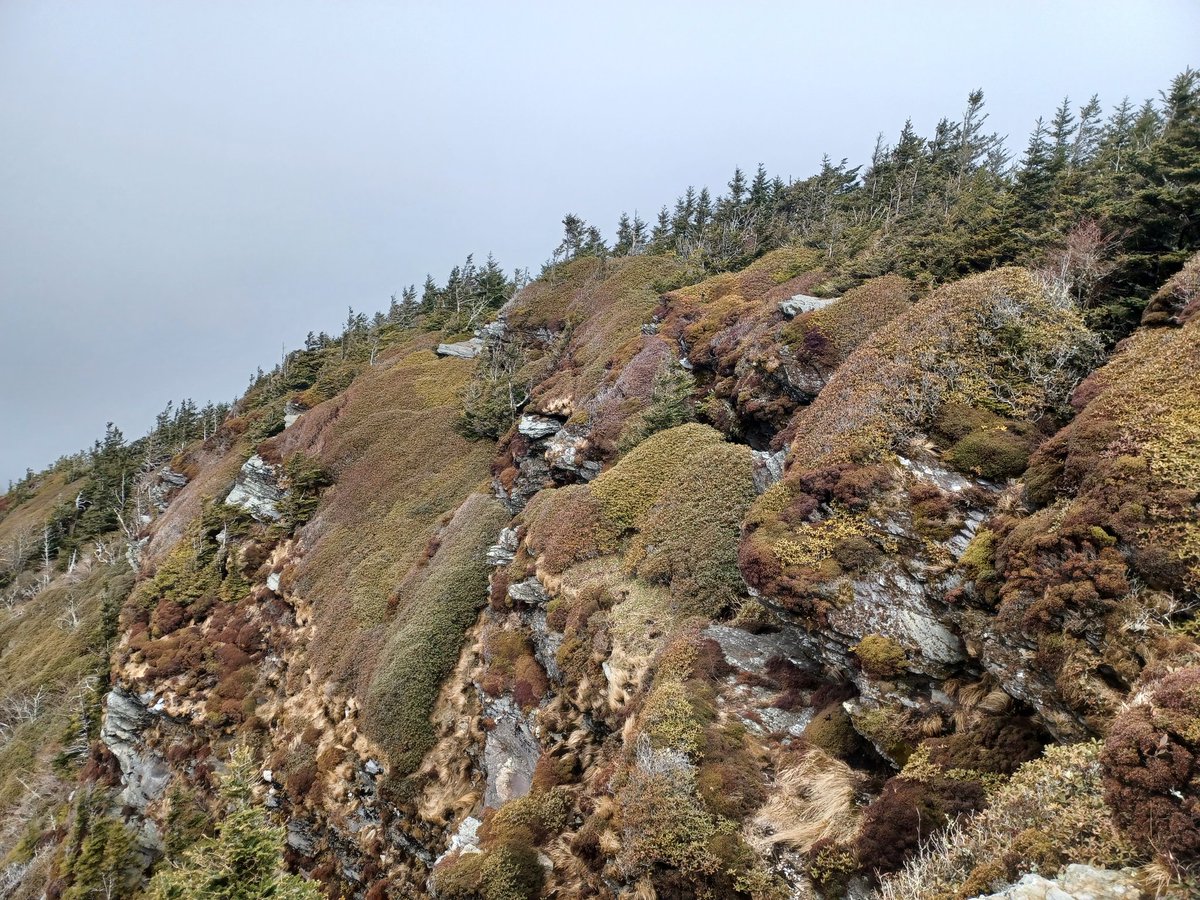 QMacrocarpa22's tweet photo. Day 4 of Disturbance Ecology in the GSMNP:  LeConte!  Spruce-fir forests, beech gaps, and healthbalds (1 of 2) #DisturbedAtPurdue @PurdueFNR https://t.co/zmn2RY9DjX